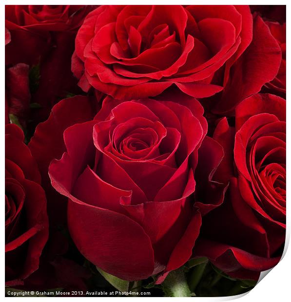 Group of red roses Print by Graham Moore