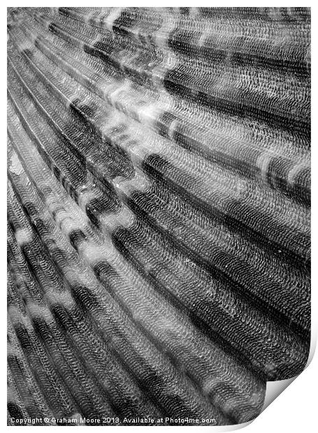 Scallop shell Print by Graham Moore