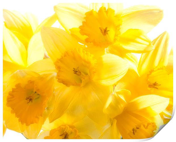 Daffodils Print by Graham Moore