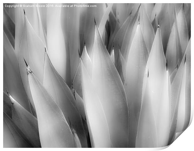 Agave Print by Graham Moore