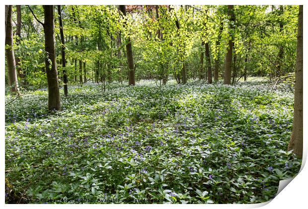 Wild Garlic and Bluebells Print by Graham Moore