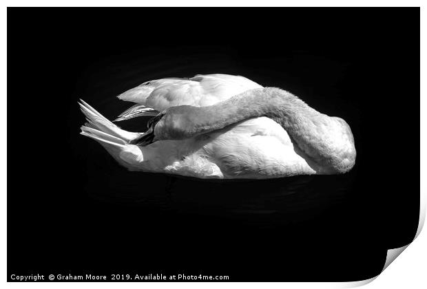 Swan grooming itself Print by Graham Moore