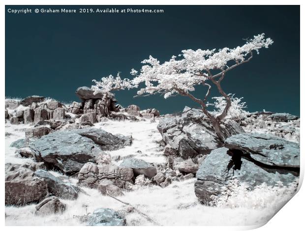Lone tree in infrared Print by Graham Moore