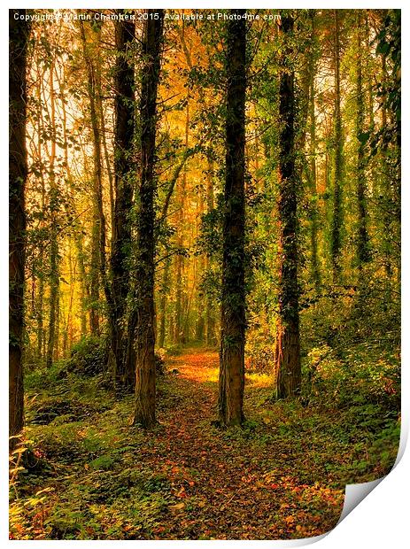   Woodland Path Print by Martin Chambers