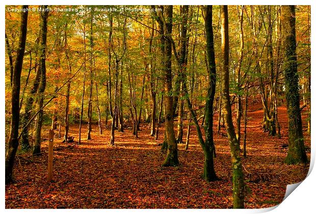  Autumn Woodland Walk Print by Martin Chambers
