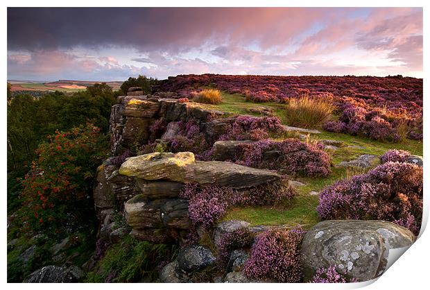 The Colour Purple Print by Chris Charlesworth