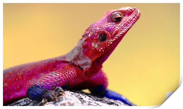 Painted Rock Agama - Tanzania Print by Chris Grindle