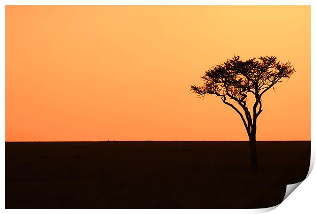 Lone Acacia Tree Print by Chris Grindle