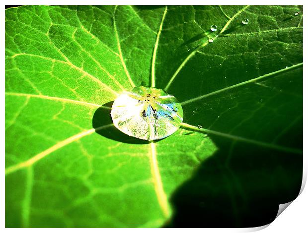 Raindrop in a Geranium leaf Print by Chris Grindle