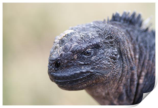 Marine Iguana Close-up Print by Ewan Kirk