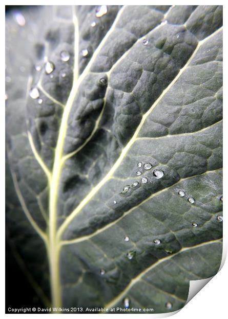 Cabbage Leaf Print by David Wilkins