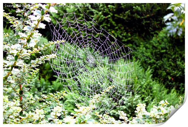 Spider web Print by David Wilkins