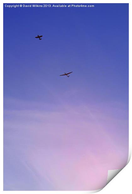 Gliding in the Sun Print by David Wilkins
