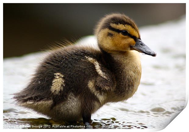 The Not-So-Ugly Duckling Print by Sarah George