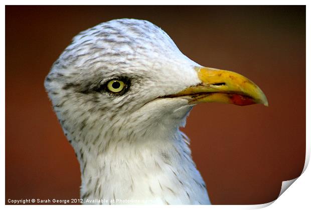Inquisitive Herring Gull Print by Sarah George