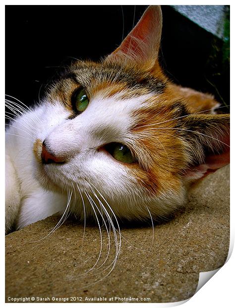 Calico Cat Print by Sarah George