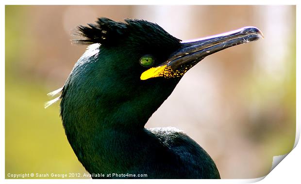 Common Shag Print by Sarah George