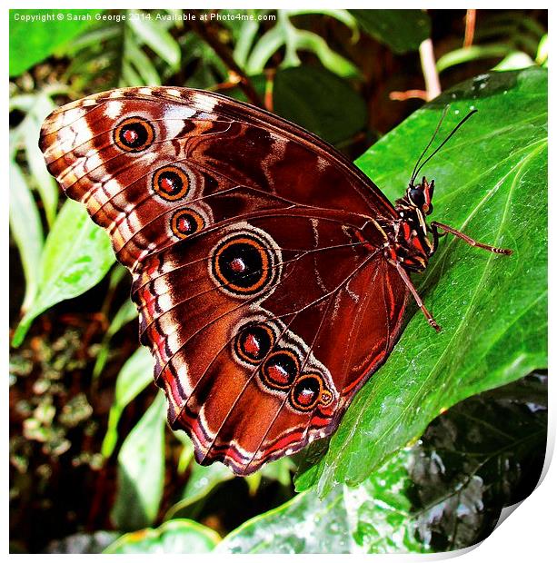 Blue Morpho Butterfly Print by Sarah George
