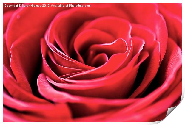  Single Red Rose Print by Sarah George