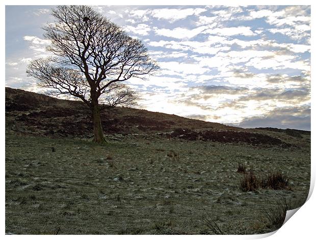 Birtle Tree Print by TERENCE O'NEILL