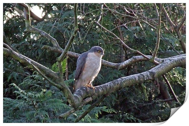 Sparrowhawk Print by TERENCE O'NEILL