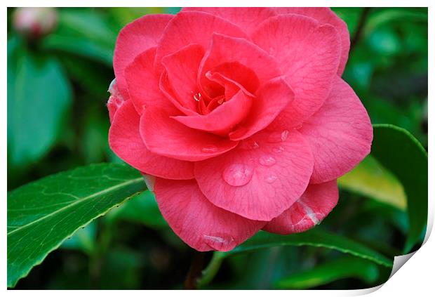 PINK FLOWER Print by TERENCE O'NEILL