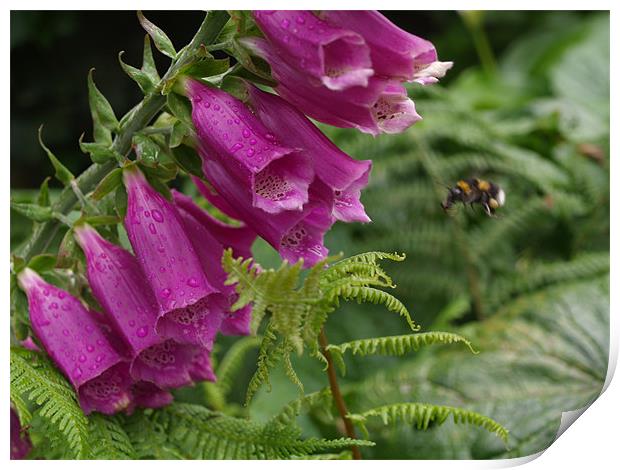 Foxglove and the Bee Print by David Willoughby