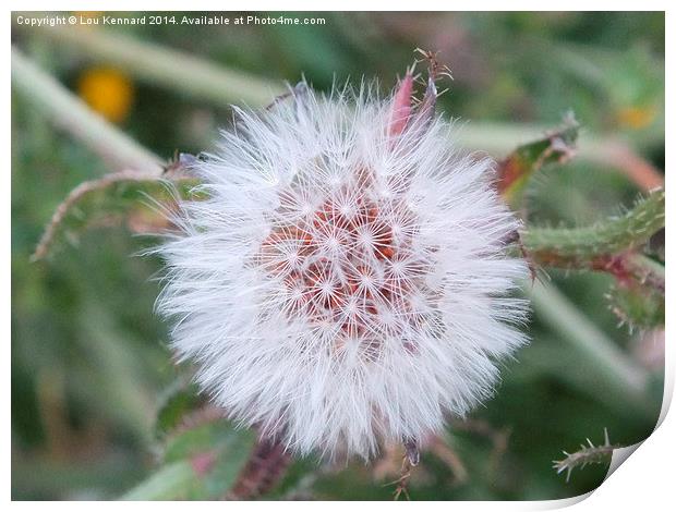 Dandelion Print by Lou Kennard