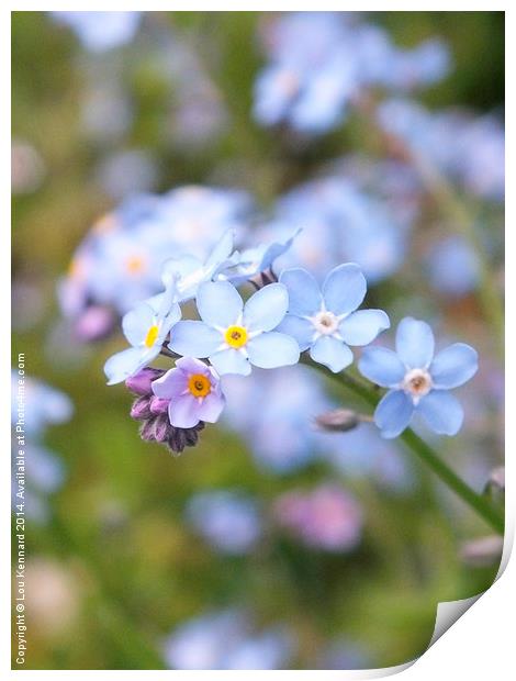 Forget-Me-Not 2 Print by Lou Kennard