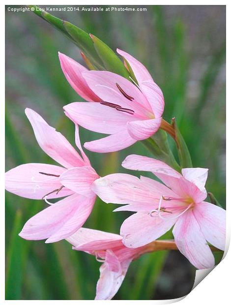 Little Pink Flowers Print by Lou Kennard