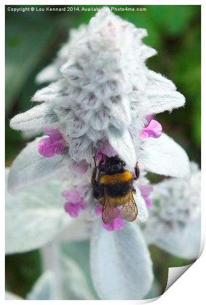 Climbing The Tallest Flower Print by Lou Kennard