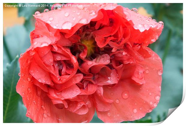 Poppy In The Rain Print by Lou Kennard