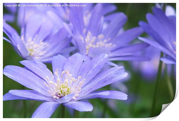 Field Of Blue Print by Lou Kennard