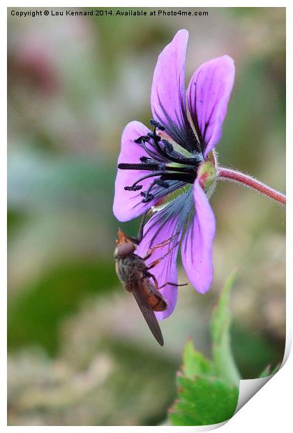  Purple Flower Print by Lou Kennard