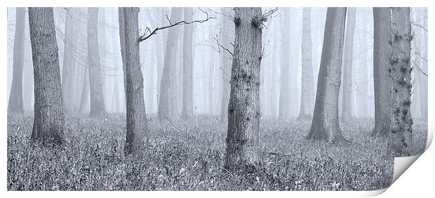 Trees in Mist Print by Brian Roberts