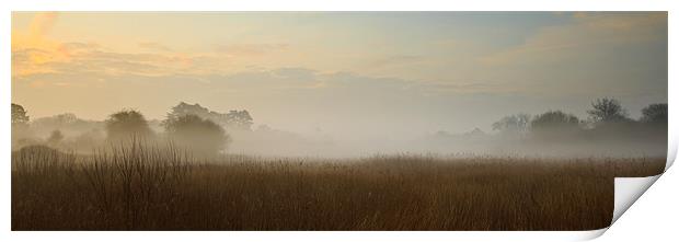 Hatfield Forest in Mist Print by Brian Roberts
