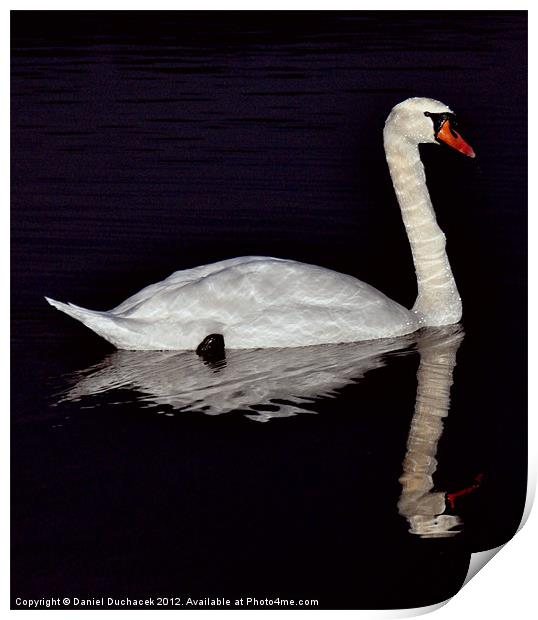 swan reflection Print by Daniel Duchacek