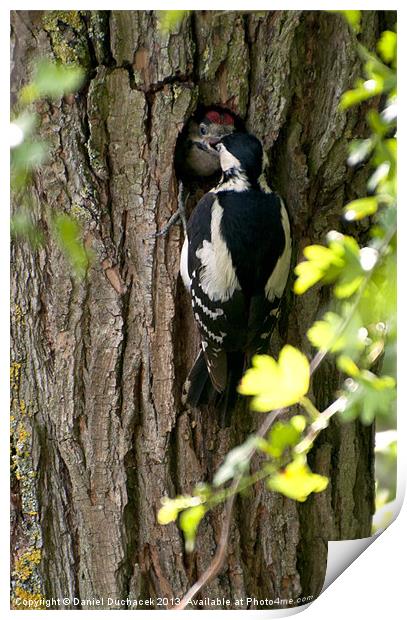 woodpecker feeding time Print by Daniel Duchacek