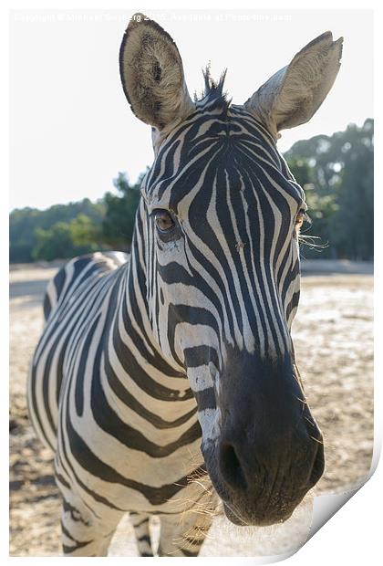  Zebra Print by Michael Goyberg