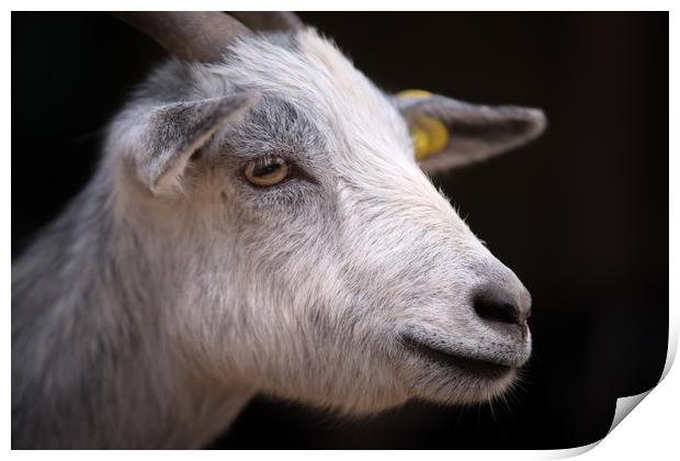 Zoo Goat Portrait Print by Michael Goyberg