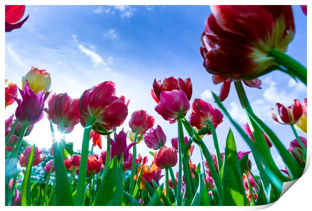 Red and yellow tulips against blue sky Print by Michael Goyberg