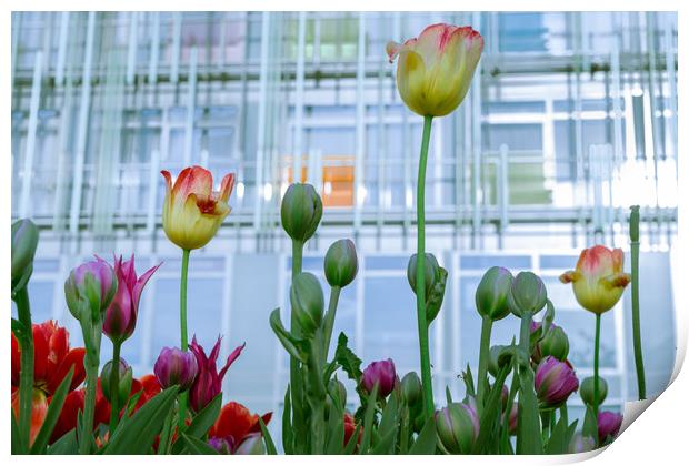 Tulips and fresh buds Print by Michael Goyberg