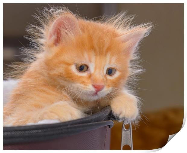 Red-haired, fluffy kitten Print by Michael Goyberg