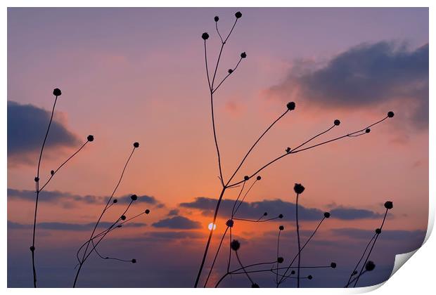 Pink sunset Print by Michael Goyberg