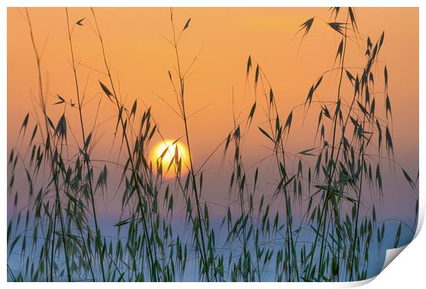 Golden sunset through meadow grass Print by Michael Goyberg