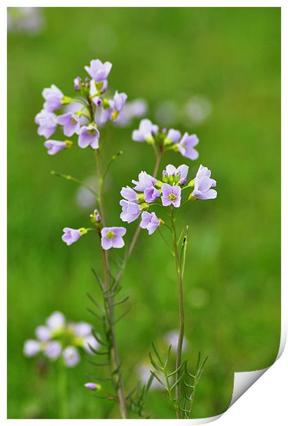 wild flower Print by melvyn hopkins