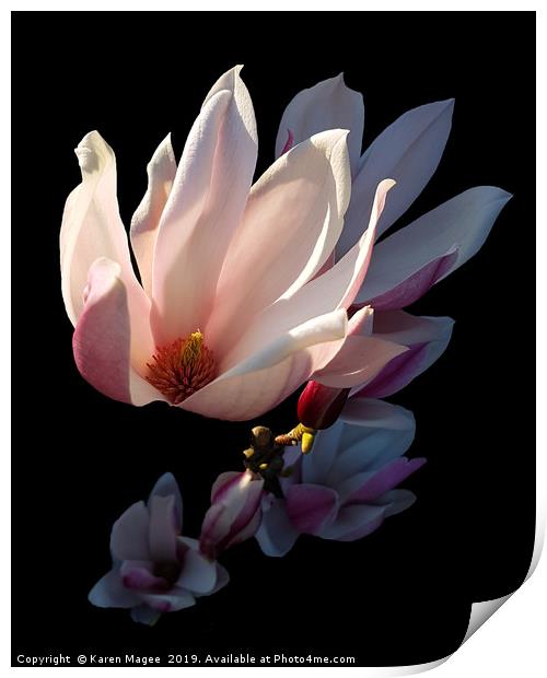 Magnolia Bloom in the Late Afternoon Sun Print by Karen Magee