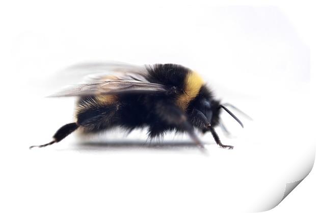 Bumble B Print by Jason Green