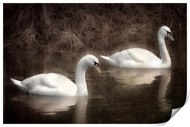 Swans for life Print by Jason Green