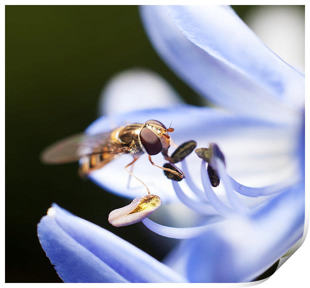 Hover fly Print by andrew bagley